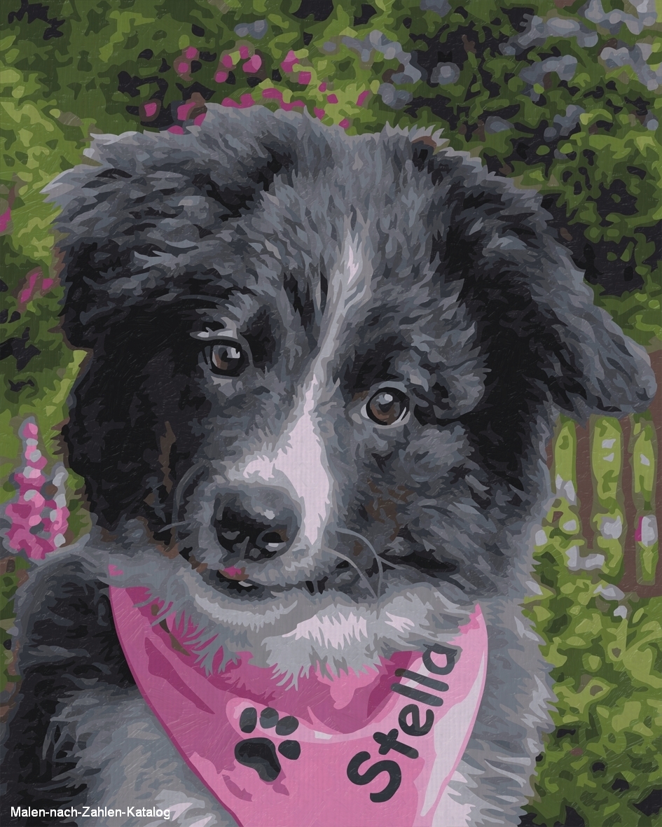 Schipper Malen nach Zahlen Klassiker 24 x 30 cm - Kleiner Border Collie